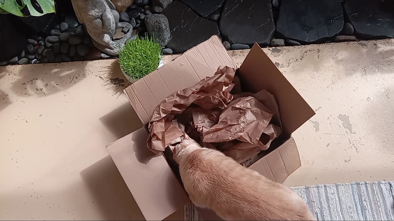 Cat Brain Games #2 - keep your smart hunter House Cat Engaged and Happy with games (paper & box)