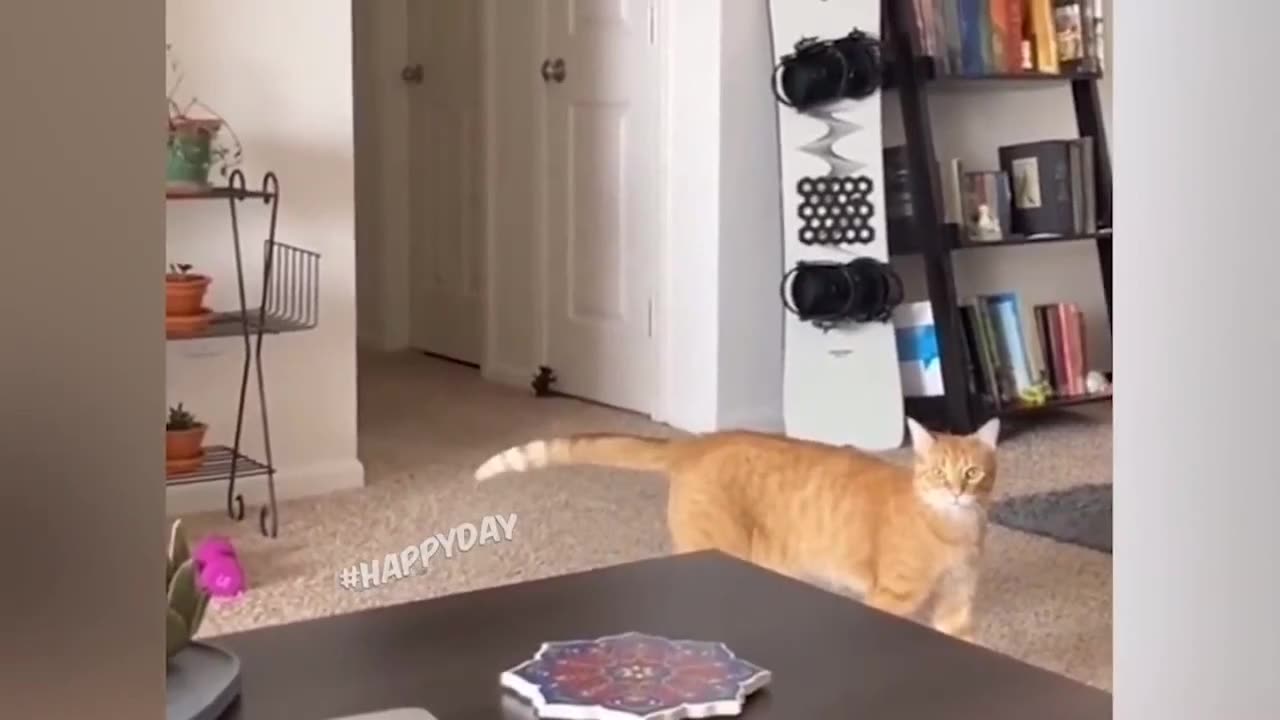 I laughed for an hour funny videos about cats