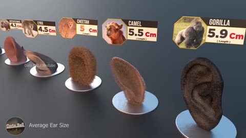 Animal ear size Comparison smallest ear to larges ears