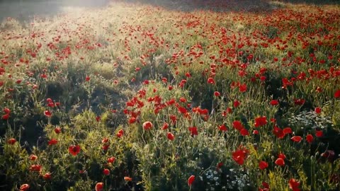 Sea wave #Beautifill video#Beautiful flower in the garden