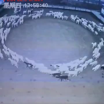 Huge Flock of Sheep In China Circling for Days ... like Democrats