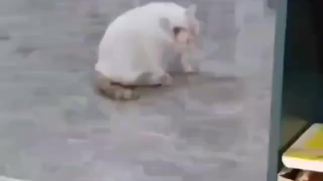 Rolling cat