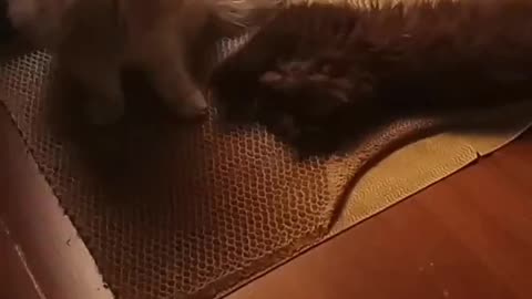 Cute kittens