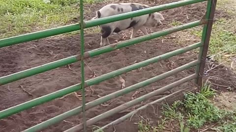 Moving Pigs on Pasture