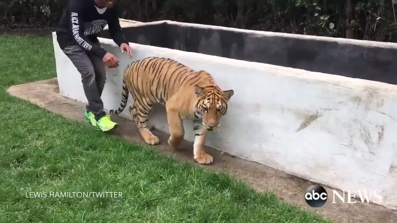 Lewis Hamilton Scares A Tiger