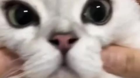 Cat funny moments