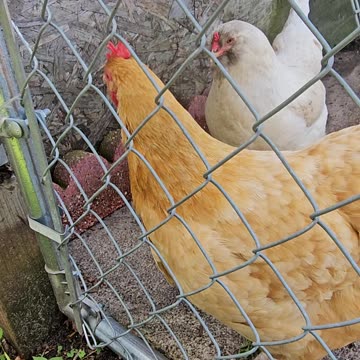 OMC! These chickens want to roam free and one hen voices her opinion on the matter.