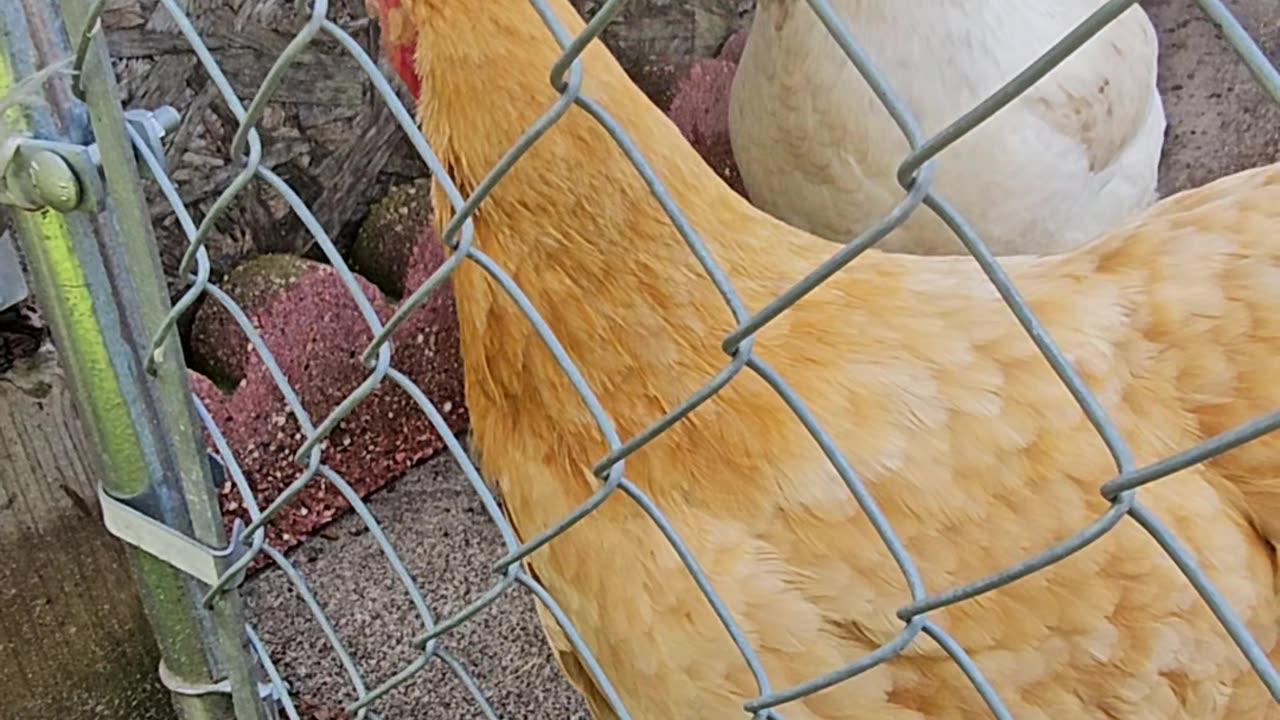 OMC! These chickens want to roam free and one hen voices her opinion on the matter.