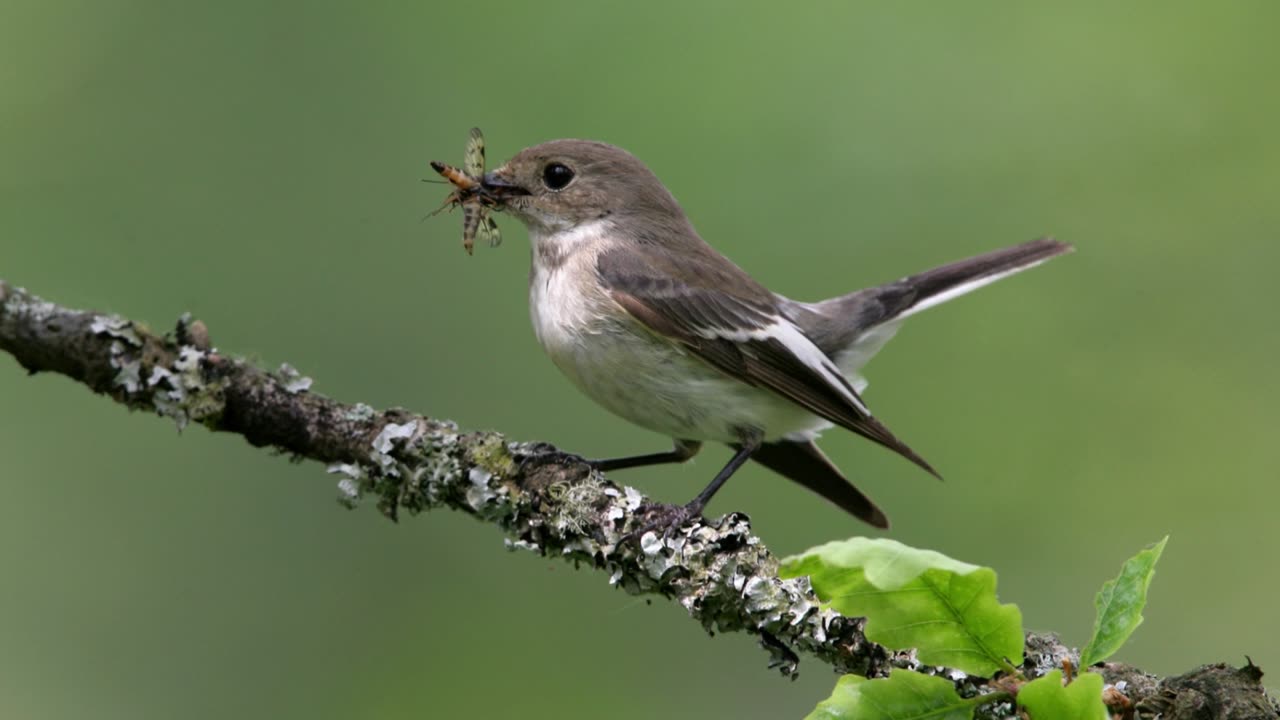 The Pied Flycatcher: Close Up HD Footage (Ficedula hypoleuca)