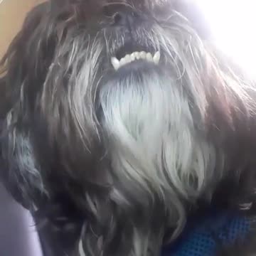 When I needed a hand, I found a paw.