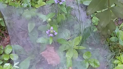Cobweb