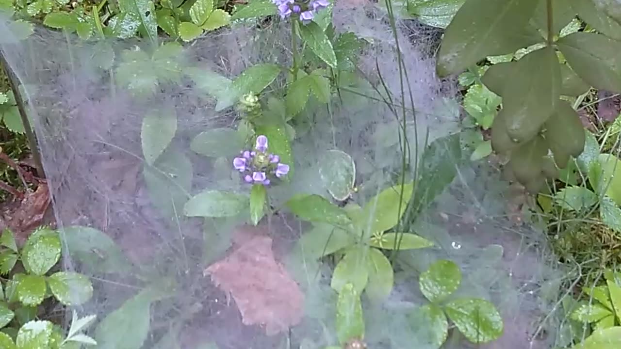 Cobweb