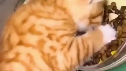 Funny animals 2023😆 - Funniest Cats and Dogs Video🐕🐈255 #shorts