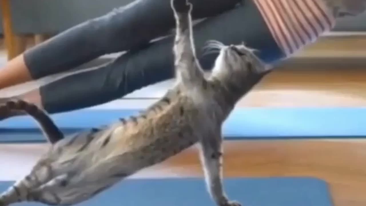 This cute cat is doing yoga😱