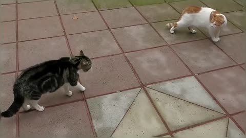 Craziest Cat Fights