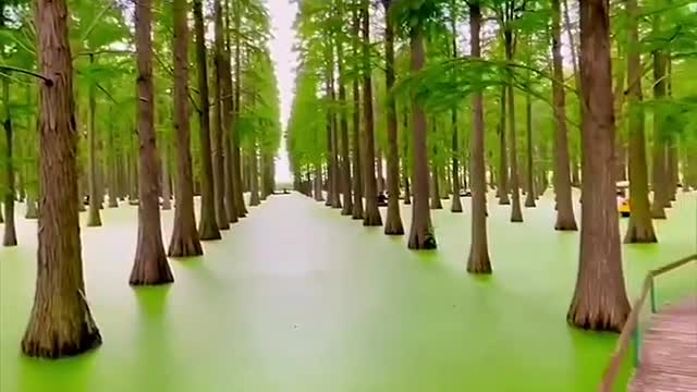Enter this floating forest with