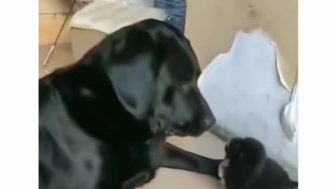 Puppy 🐾 cute fight