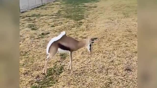 A cheerful antelope