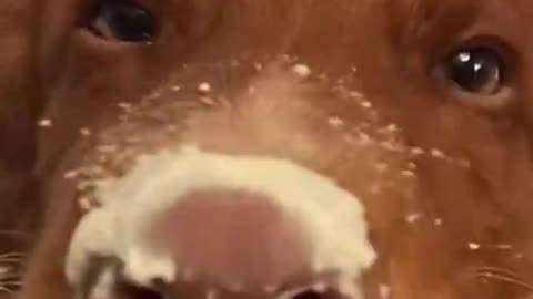 WATCH HOW A FUNNY DOG EATING ICECREAM