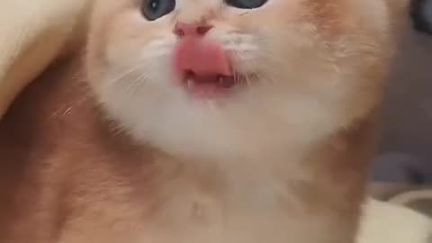 Funny animal