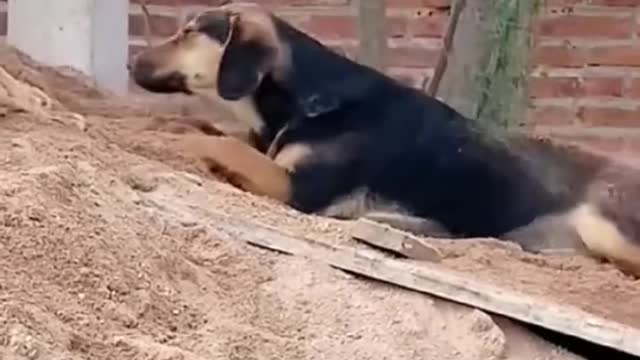 Funniest Cats and Dogs