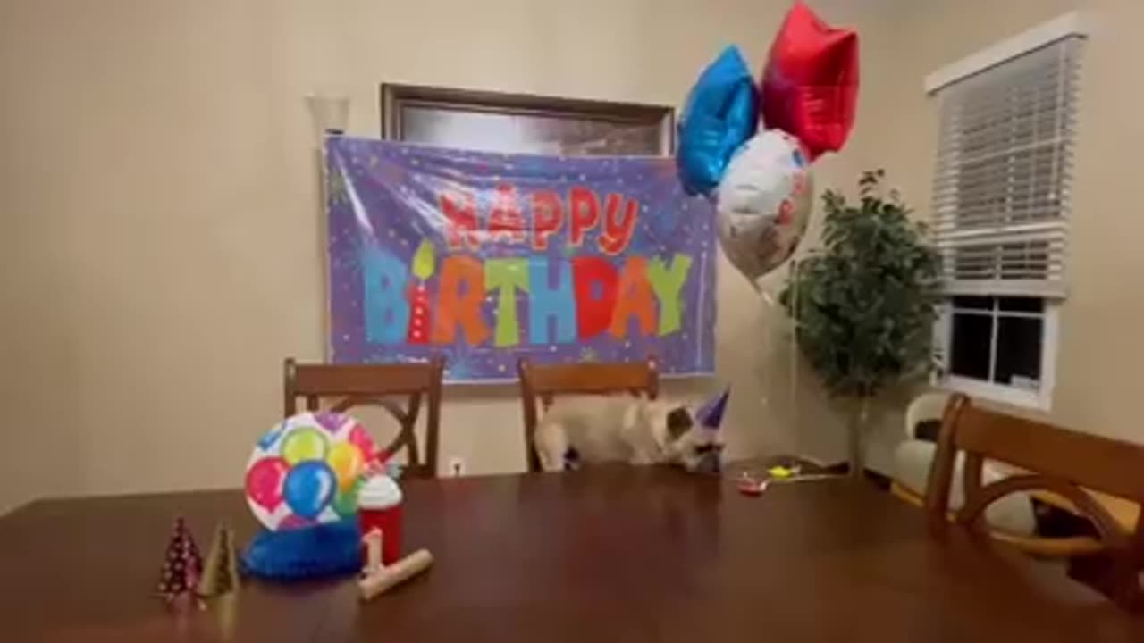 Happy Birthday Doggie