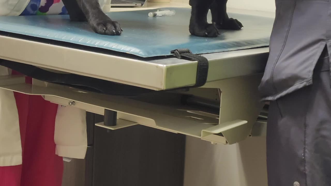 King Arson Goes To The Vet | Arson King of the Canines