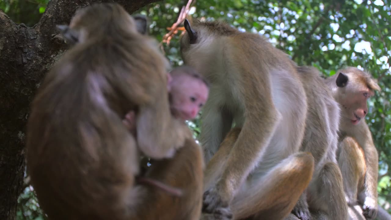 Monkey mother and monkey baby together