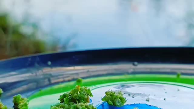 This is a beautiful and charming water-dwelling species