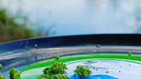 This is a beautiful and charming water-dwelling species