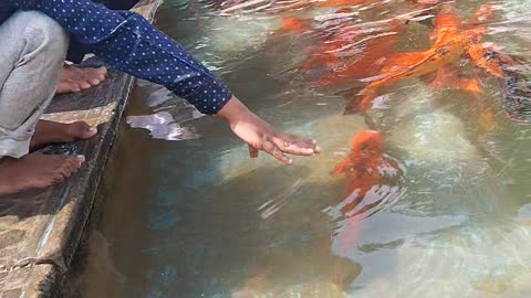 6yr old boy enjoying fish 🐠🐟 pond