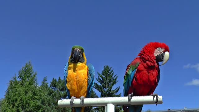 Beutiful parrot 🦜