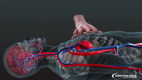 CPR in Action - A 3D look inside the body