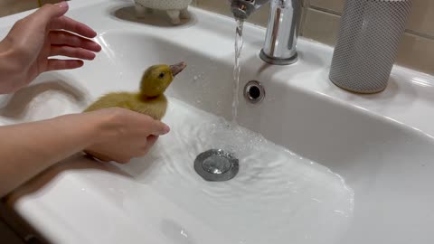 Baby Duckling Bathing for the First Time