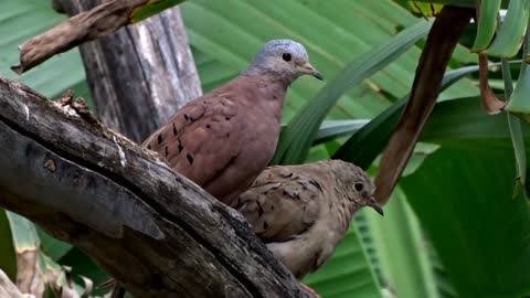 Birds Nature Bird Animals