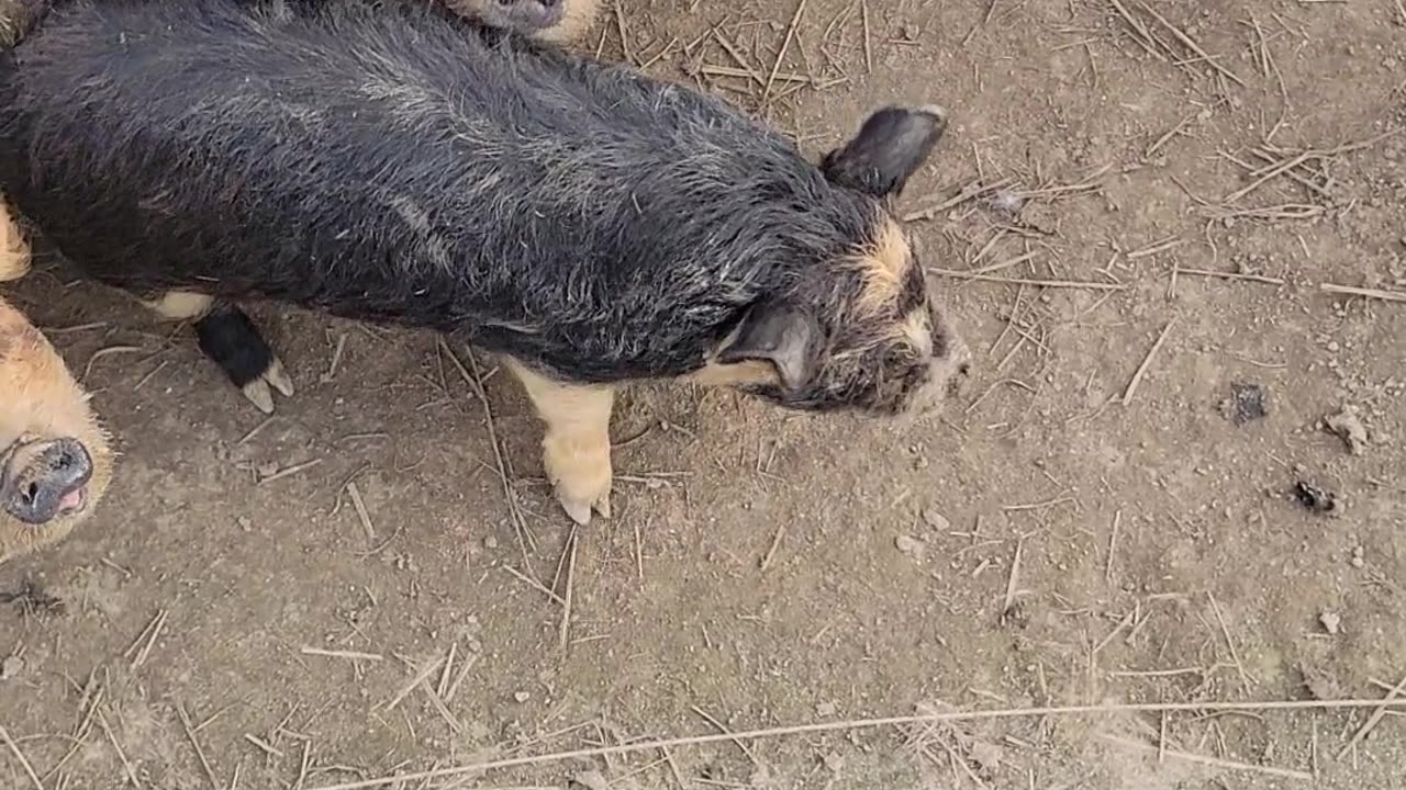 Fat little piggys