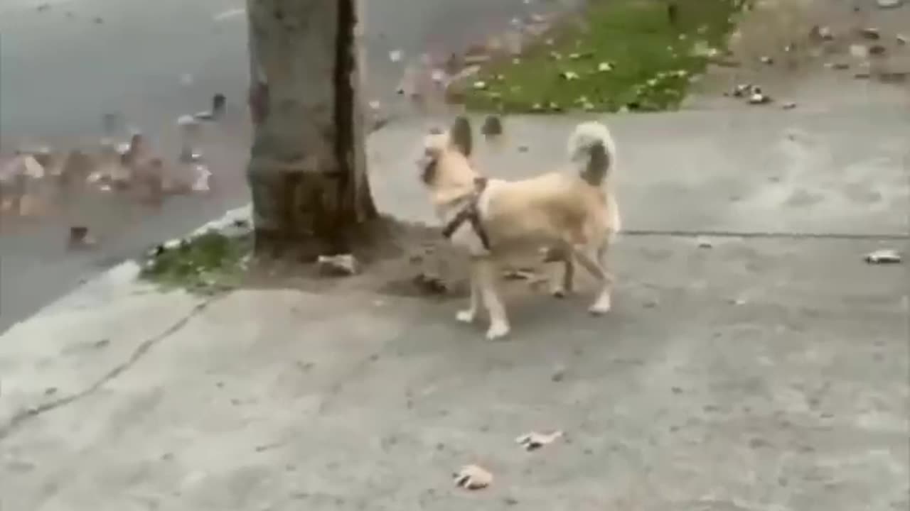 Funny Animal 2023 πππβΊοΈπ