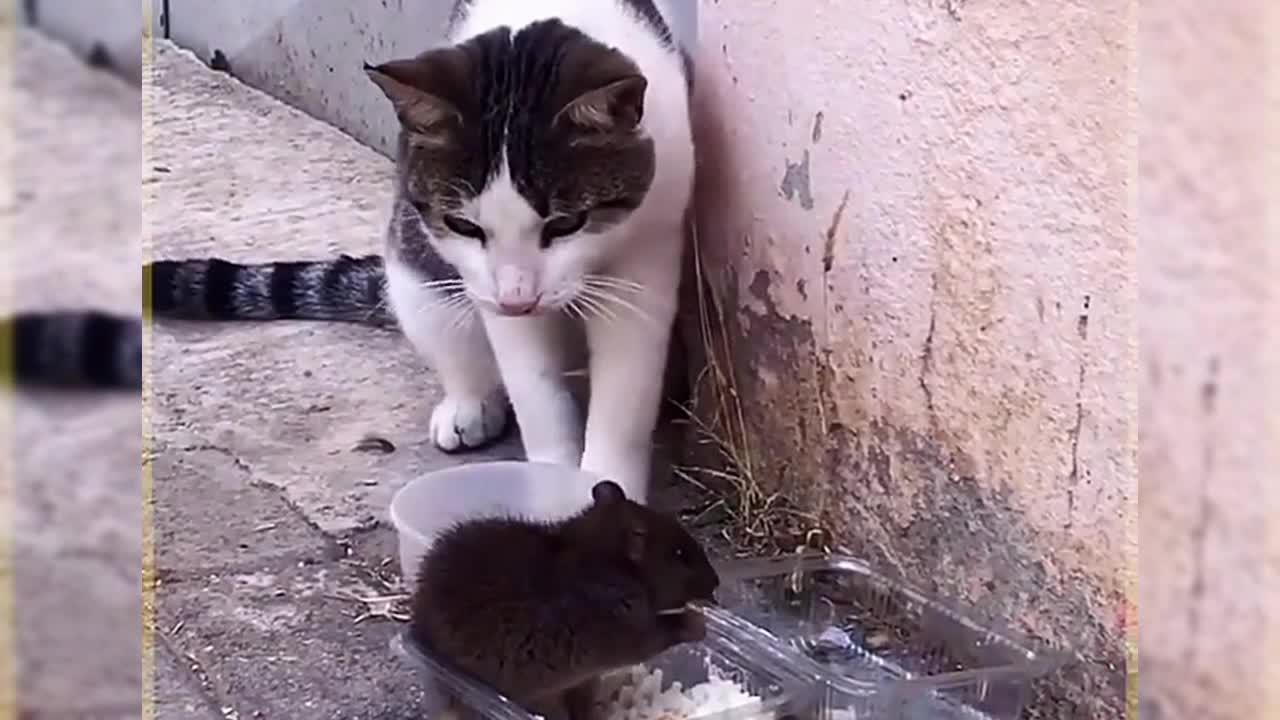 Cute pet funny moment