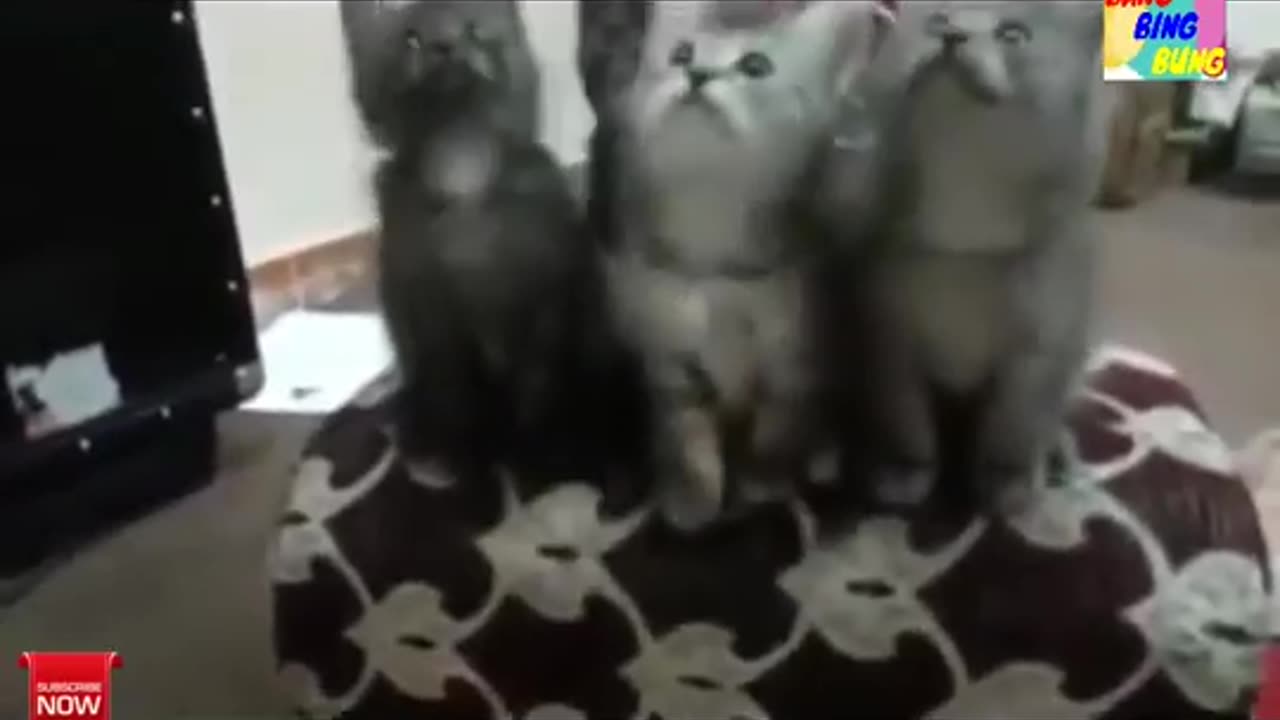 FUNNY CATS DANCING COMPILATION