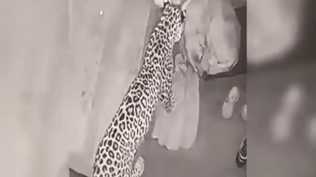 Leopard attacks on dogs