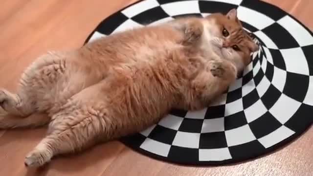 cat Hosico vs Indoor Sinkhole