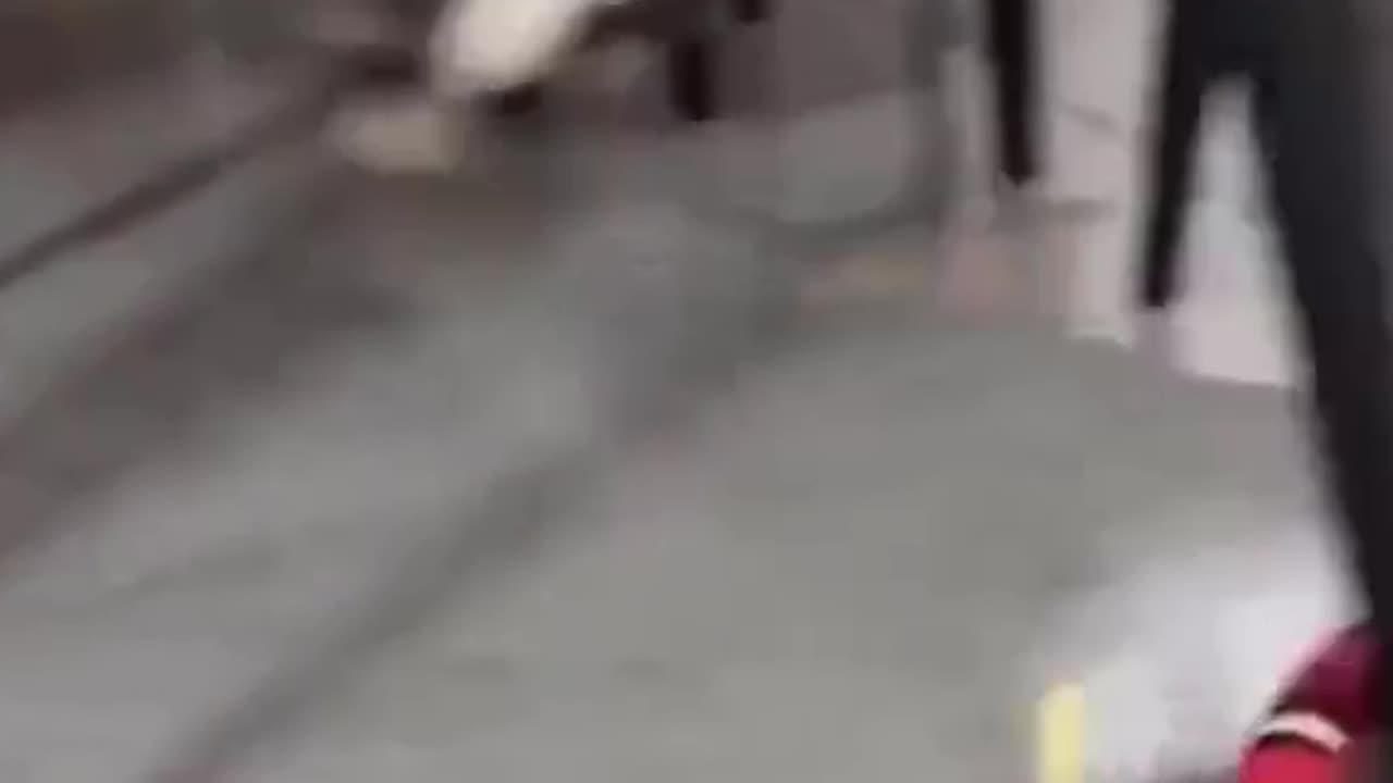 Cat: I hate 🐍