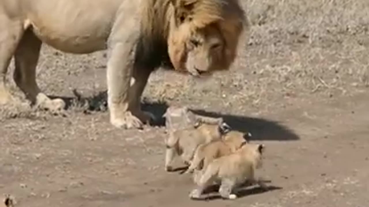 Lions kids walking with dad