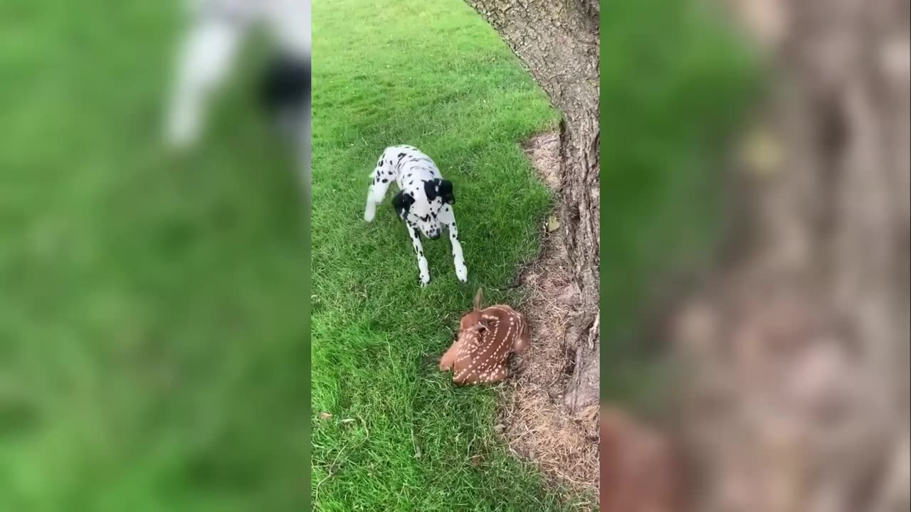 LION KING ATTACKING Best Funniest Animal 😍 2022 🥰Funny Dog