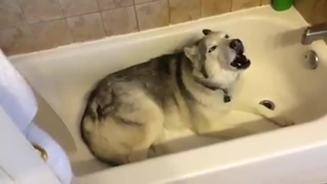 This IS why thy Say huskies are stubborn,😆😆