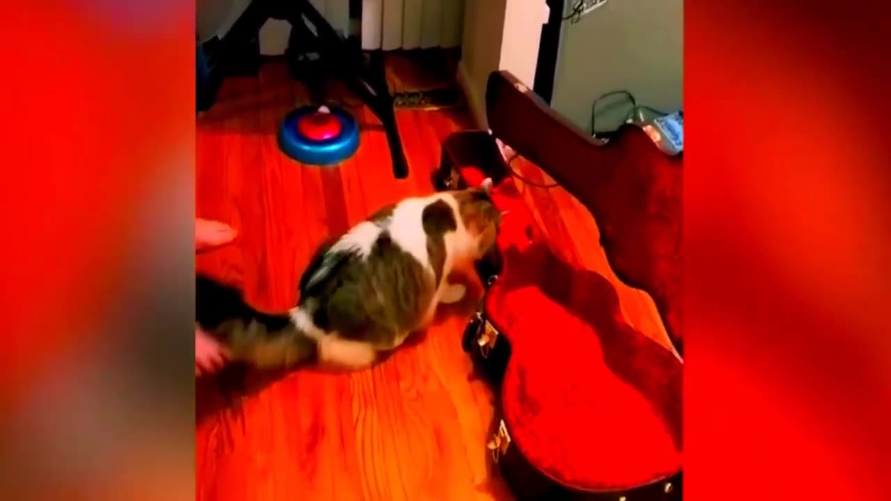 Funny animals videos