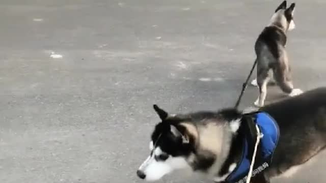 Walk your children by yourself