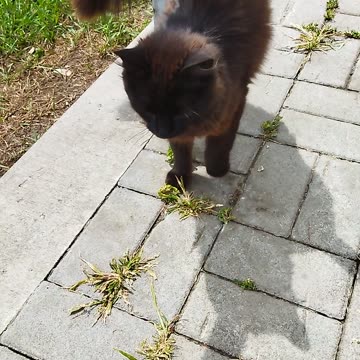This little kitty looks so anxious! 😼🐾