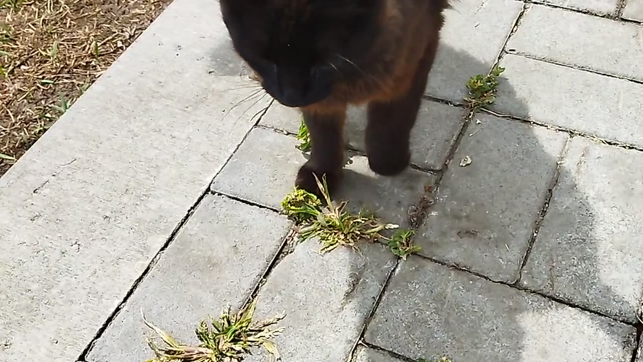 This little kitty looks so anxious! 😼🐾