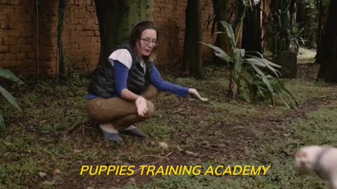 Dog training3